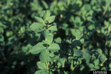 alfalfa, Medicago sativa  (Fabales: Fabaceae (Leguminosae)) - 1572532