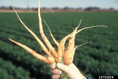 needle nematode (Longidorus africanus ) on carrot (Daucus carota ssp. sativus) - 1572629