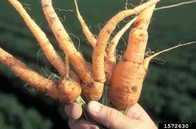 needle nematode (Longidorus africanus ) on carrot (Daucus carota ssp. sativus) - 1572630