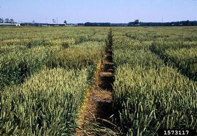 wheat, Triticum spp.  (Cyperales: Poaceae) - 1573117