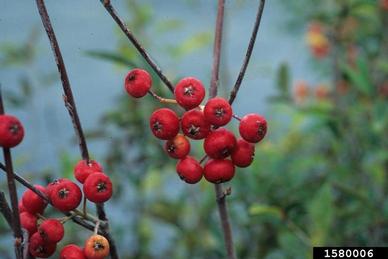 red chokeberry, Photinia pyrifolia  (Rosales: Rosaceae) - 1580006