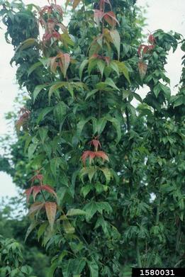 elegant maple, Acer elegantulum  (Sapindales: Aceraceae) - 1580031