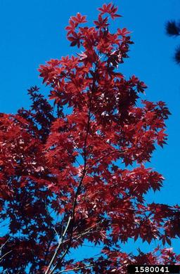 Japanese maple, Acer palmatum  (Sapindales: Aceraceae) - 1580041