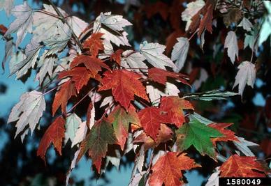 red maple, Acer rubrum  (Sapindales: Aceraceae) - 1580049
