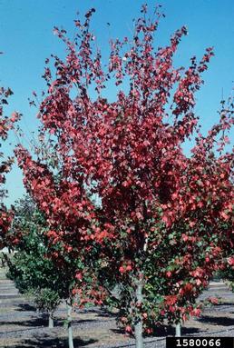 red maple, Acer rubrum  (Sapindales: Aceraceae) - 1580066