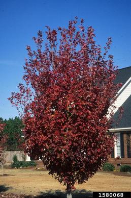 red maple, Acer rubrum  (Sapindales: Aceraceae) - 1580068