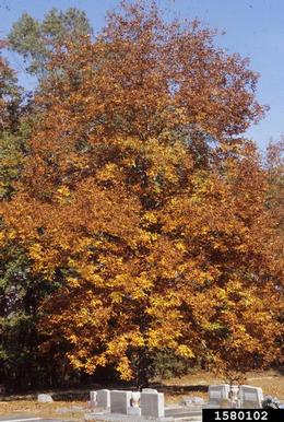 mockernut hickory, Carya tomentosa  (Juglandales: Juglandaceae) - 1580102