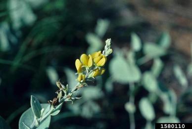 cobwebby wild indigo, Baptisia arachnifera  (Fabales: Fabaceae (Leguminosae)) - 1580110