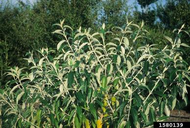 smokebush, Buddleja madagascariensis  (Scrophulariales: Buddlejaceae) - 1580139
