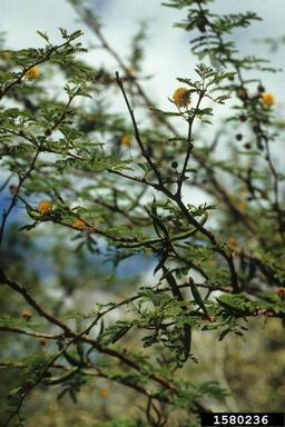 sweet acacia, Acacia farnesiana  (Fabales: Fabaceae (Leguminosae)) - 1580236