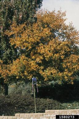 southern sugar maple, Acer barbatum  (Sapindales: Aceraceae) - 1580273