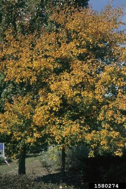 southern sugar maple, Acer barbatum  (Sapindales: Aceraceae) - 1580274