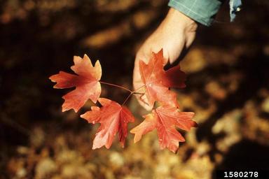 southern sugar maple, Acer barbatum  (Sapindales: Aceraceae) - 1580278