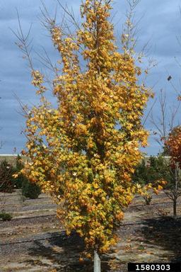 southern sugar maple, Acer barbatum  (Sapindales: Aceraceae) - 1580303