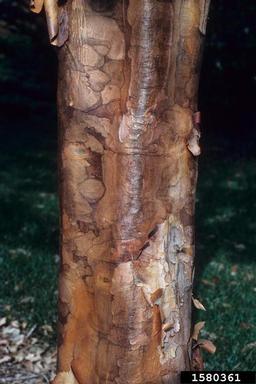 paperbark maple, Acer griseum  (Sapindales: Aceraceae) - 1580361