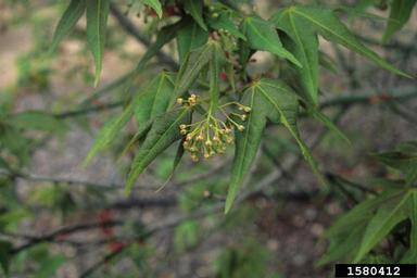 maple, Acer oliverianum subsp. formosanum (Sapindales: Aceraceae) - 1580412