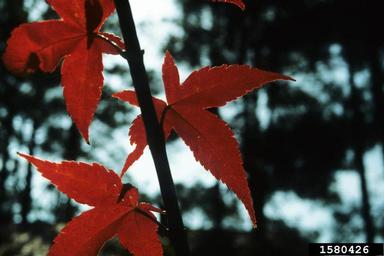 maple, Acer oliverianum  (Sapindales: Aceraceae) - 1580426