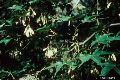 maple, Acer oliverianum  (Sapindales: Aceraceae) - 1580427