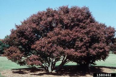 Japanese maple, Acer palmatum  (Sapindales: Aceraceae) - 1580462