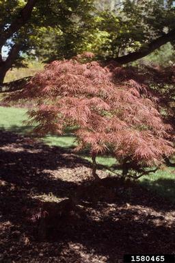 Japanese maple, Acer palmatum  (Sapindales: Aceraceae) - 1580465