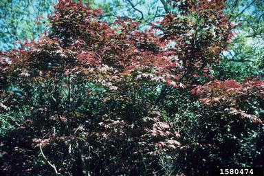 Japanese maple, Acer palmatum  (Sapindales: Aceraceae) - 1580474