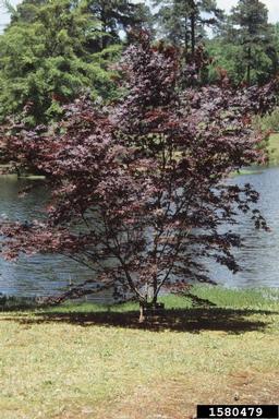 Japanese maple, Acer palmatum  (Sapindales: Aceraceae) - 1580479