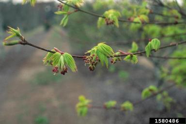 Japanese maple, Acer palmatum  (Sapindales: Aceraceae) - 1580486