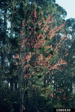 red maple, Acer rubrum  (Sapindales: Aceraceae) - 1580530