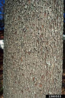 red maple, Acer rubrum  (Sapindales: Aceraceae) - 1580553