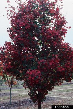 red maple, Acer rubrum  (Sapindales: Aceraceae) - 1580650