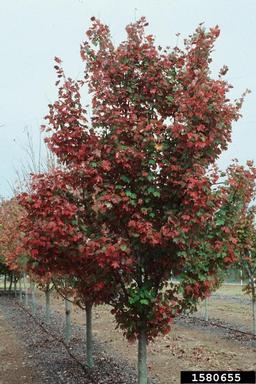 red maple, Acer rubrum  (Sapindales: Aceraceae) - 1580655