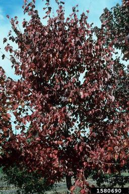 red maple, Acer rubrum  (Sapindales: Aceraceae) - 1580690