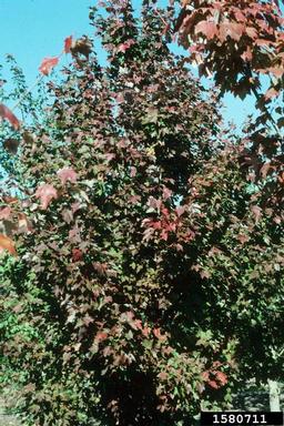 red maple, Acer rubrum  (Sapindales: Aceraceae) - 1580711
