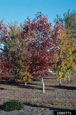 red maple, Acer rubrum  (Sapindales: Aceraceae) - 1580771
