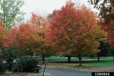 sugar maple, Acer saccharum  (Sapindales: Aceraceae) - 1580826