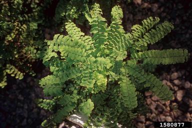 northern maidenhair fern, Adiantum pedatum  (Polypodiales: Pteridaceae) - 1580877