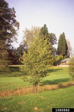 European alder, Alnus glutinosa  (Fagales: Betulaceae) - 1580882