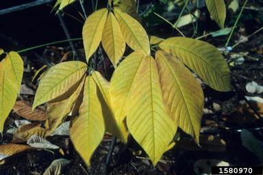 painted buckeye, Aesculus sylvatica  (Sapindales: Hippocastanaceae) - 1580970