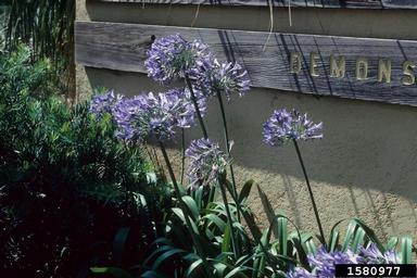 agapanthus, Agapanthus spp.  (Liliales: Liliaceae) - 1580977