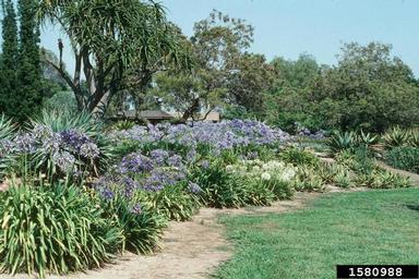lily of the Nile, Agapanthus africanus  (Liliales: Liliaceae) - 1580988