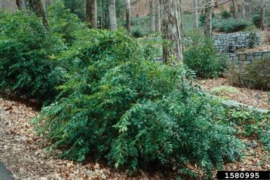 Florida hobblebush, Agarista populifolia  (Ericales: Ericaceae) - 1580995