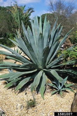 American century plant, Agave americana  (Liliales: Agavaceae) - 1581007