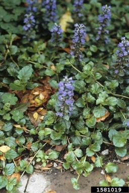 carpet bugle, Ajuga reptans  (Lamiales: Lamiaceae) - 1581019