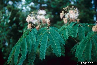 Kalkora mimosa, Albizia kalkora  (Fabales: Fabaceae (Leguminosae)) - 1581036