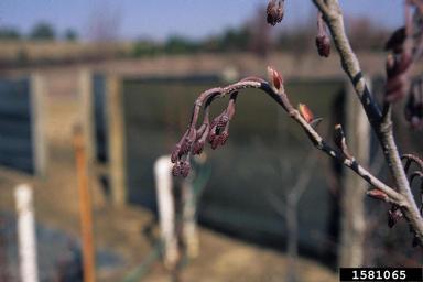 Italian alder, Alnus cordata  (Fagales: Betulaceae) - 1581065