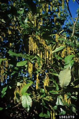 Nepal alder, Alnus nepalensis  (Fagales: Betulaceae) - 1581079