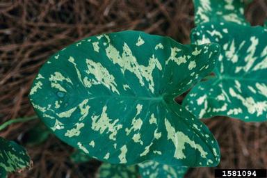 taro, Alocasia spp.  (Arales: Araceae) - 1581094