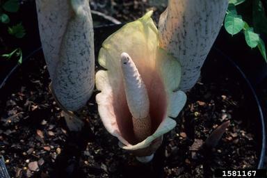 voodoo lily, Amorphophallus bulbifer  (Arales: Araceae) - 1581167