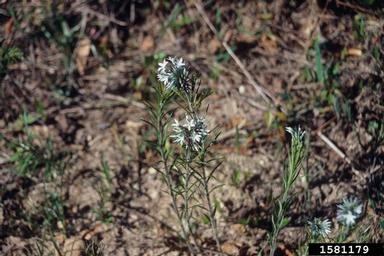 bluestar, Amsonia spp.  (Gentianales: Apocynaceae) - 1581179
