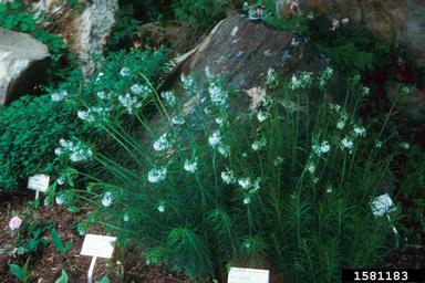 Hubricht's bluestar, Amsonia hubrichtii  (Gentianales: Apocynaceae) - 1581183